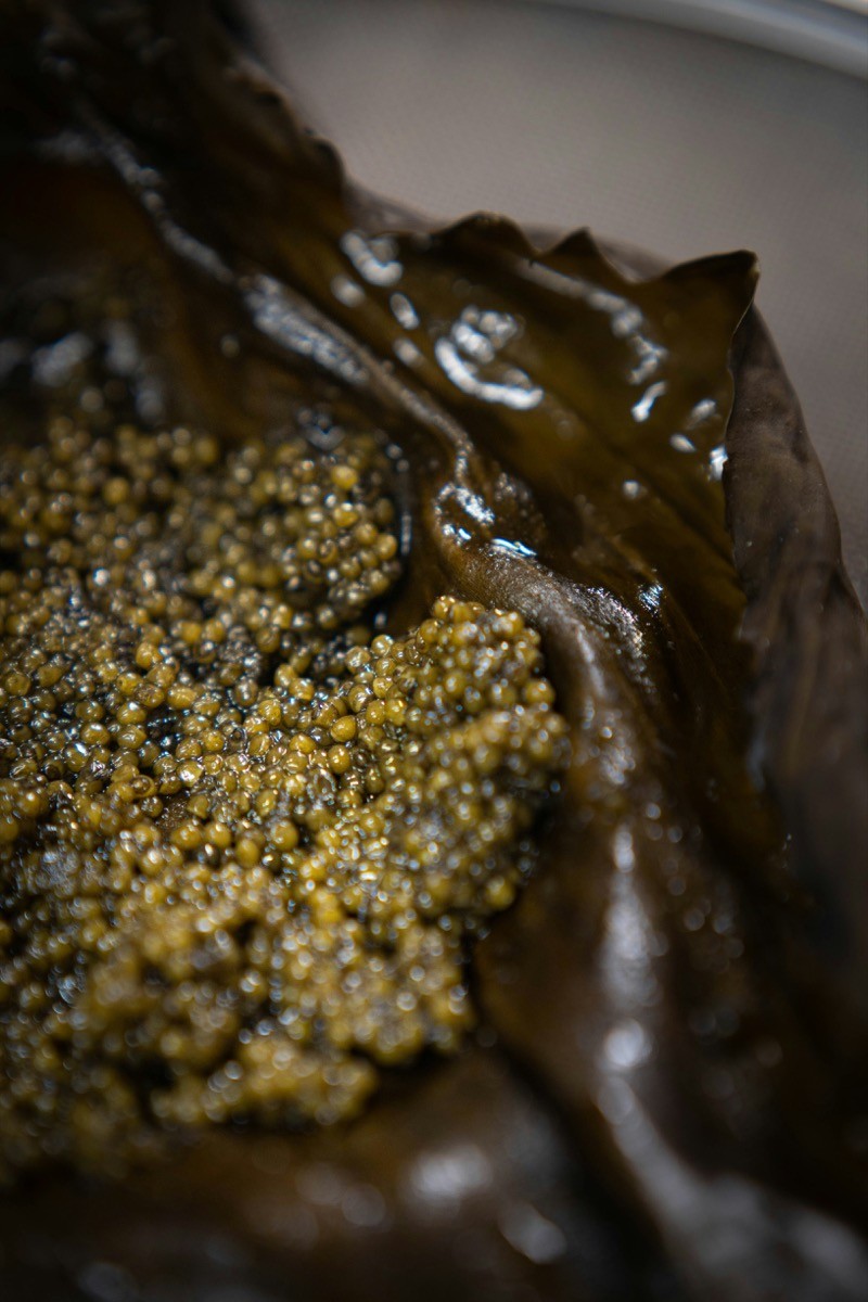 Caviar Schrenki Dauricus sur feuille