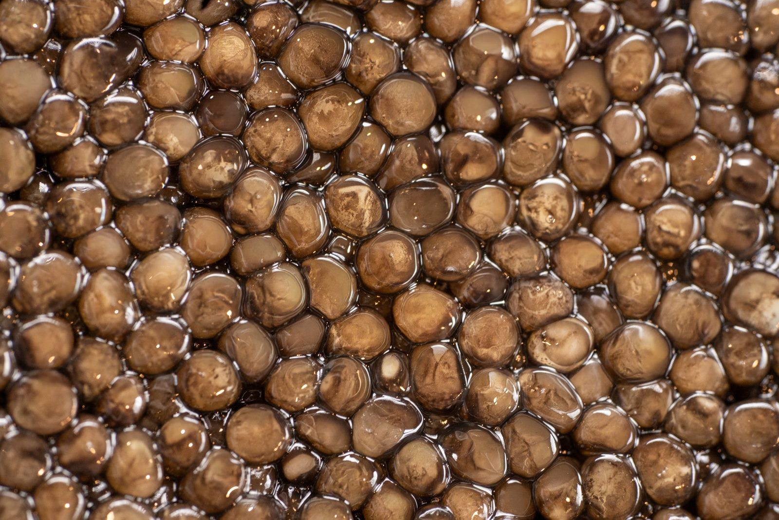 Grains de caviar Osciètre, gros plan