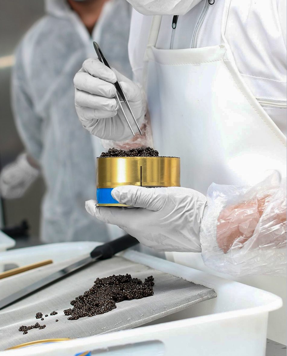 Mise en boîte du caviar au laboratoire, à la pince